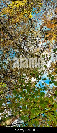 Yellow leaves in the forest against the blue sky Stock Photo