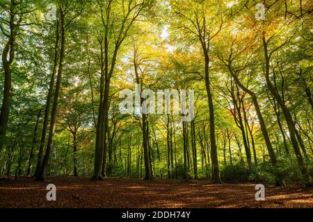 Autumn colour in Buckholt Wood in the Cotswolds AONB, Gloucestershire, England Stock Photo