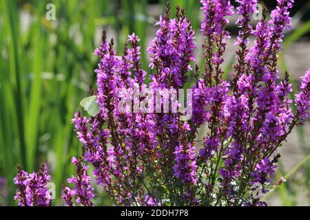 Lythrum salicaria or purple-loosestrife or The Beast or Purple Tide or Purple Scourge or Beautiful Killer. Light yellow butterfly feeds. Stock Photo