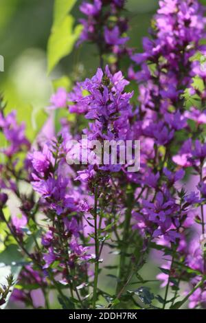 Wild pink flowers close up. The play of sunlight on purple petals. Wonderful floral landscape. Lythrum salicaria. Purple-loosestrife Stock Photo