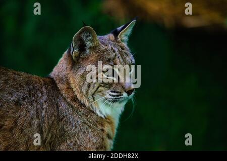 The intense stare of a Bobcat will make anyone stand up and take notice. Stock Photo