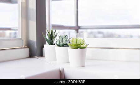 Succulents in pots on the windowsill. Mini cacti potted in white pots. Home decoration ideas. Stock Photo