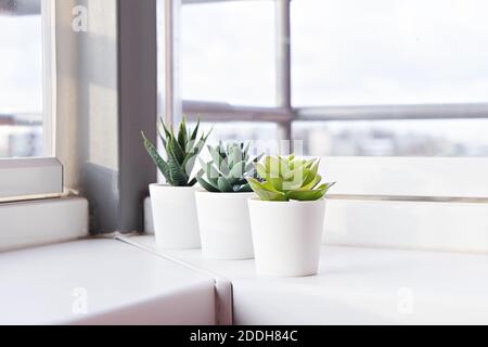 Succulents in pots on the windowsill. Mini cacti potted in white pots. Home decoration ideas. Stock Photo