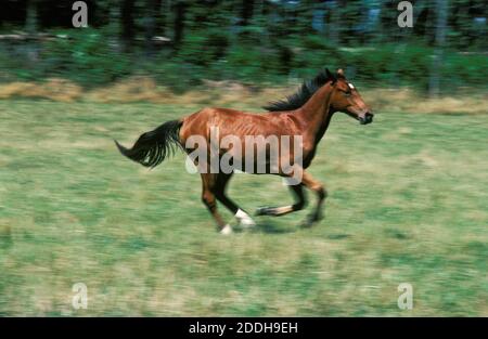 Selle Francais Horse, Adult Galloping through Meadow Stock Photo