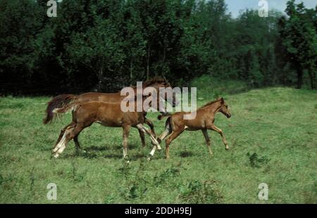 Selle Francais Horse, Mare with Foals Galloping Stock Photo