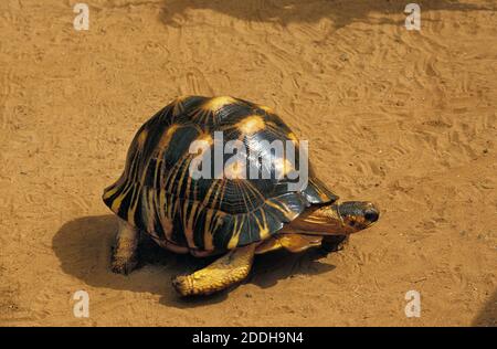 Madagascar Radiated Turtoise, geochelone radiata, Adult Stock Photo