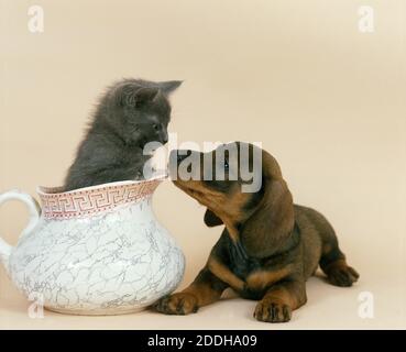 Smooth-Haired Dachsund, Pup with Chartreux Domestic Kitten Stock Photo