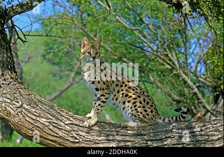 Serval, leptailurus serval, Adult standing on Branch Stock Photo