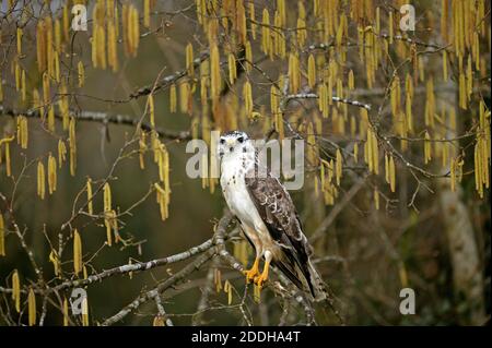 Common Buzzard, buteo buteo, Adult standing on Branch, Normandy Stock Photo