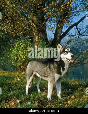 Dog Siberian Husky / adult standing in the snow Stock Photo - Alamy
