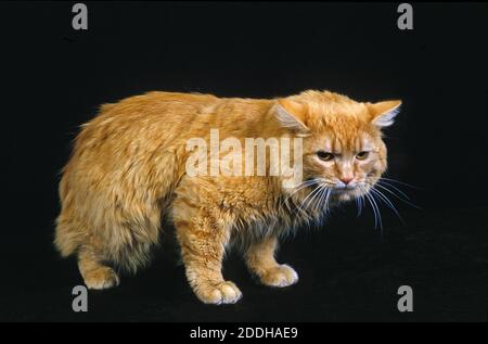 Cymric Cat, Adult against Black Background Stock Photo