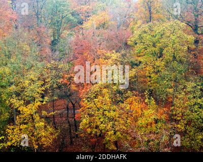 Colourful autumn trees along Long Walk at Mother Shiptons from the Castle Top at Knaresborough North Yorkshire England Stock Photo