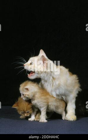 Cymric Cat, Female with Kittens against Black Background Stock Photo