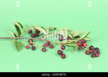 Branch with berries amelanchier, shadbush, shadwood, shadblow, serviceberry, sarvisberry,   juneberry, saskatoon, sugarplum, wild-plum or chuckley pea Stock Photo