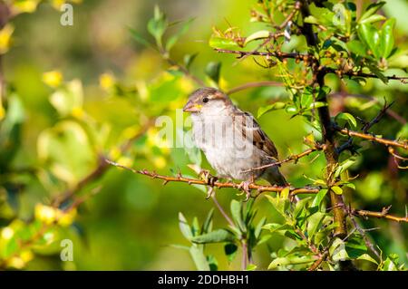 An fledgling house sparrow (Passer domesticus) perched on a shrub in a garden in Sowerby, Thirsk, North Yorkshire. July. Stock Photo