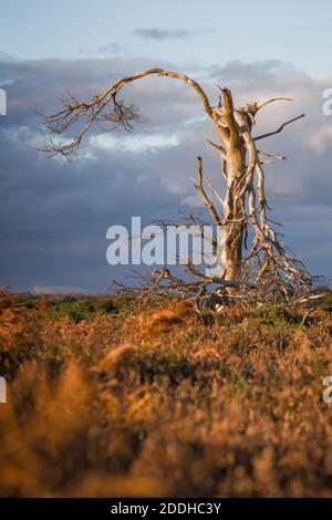 A Lone Windswept Broken Old Tree Standing Alone In The Landscape Against A Stormy Sky At Sunset. Taken New Forest Hampshire UK Stock Photo