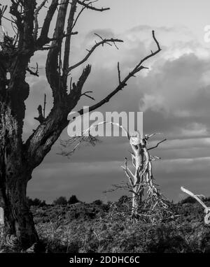 A Pair Of Old, Dying, Dead Trees, One Dark And One White Standing Alone In The Landscape In Front Of A Stormy Sky. Monochrome, Black And White. Taken Stock Photo