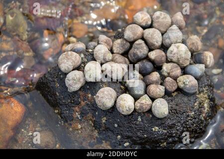 common periwinkles attached to a rock on the seashore Stock Photo
