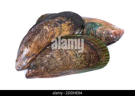 Group of empty opened mussel shells isolated over white background Stock Photo