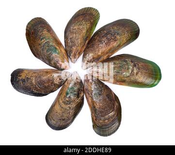 Group of empty opened mussel shells isolated over white background Stock Photo