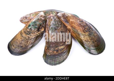 Group of empty opened mussel shells isolated over white background Stock Photo