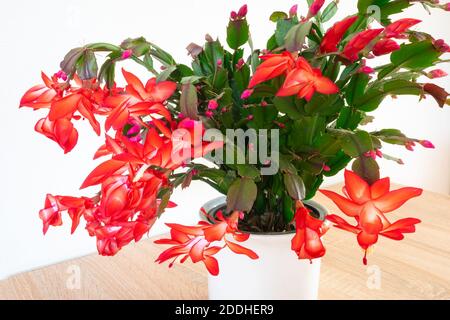 Vibrant red flowers of Christmas cactus (Schlumbergera) Stock Photo