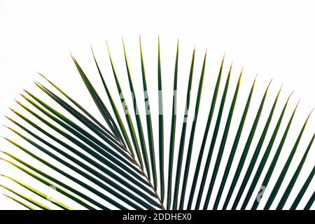 Green leaves of palm tree branches isolated on white background. Vacation or travel holiday concept.