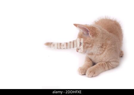 A studio photo of a ginger kitten sat against a white background Stock Photo