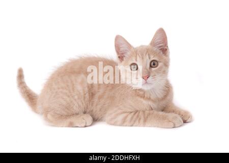 A portrait of a sandy colored kitten sat against a white background looking into the camera Stock Photo