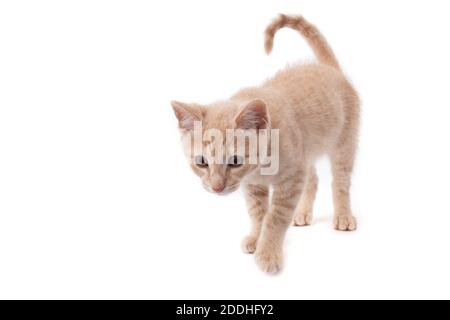 A ginger kitten walking towards something, shot against a white background Stock Photo