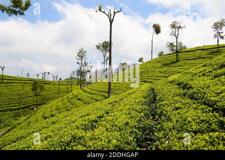 Green plantation of Ceylon tea. Bright terraced fields of tea plants near Haputale. Sri Lanka Stock Photo