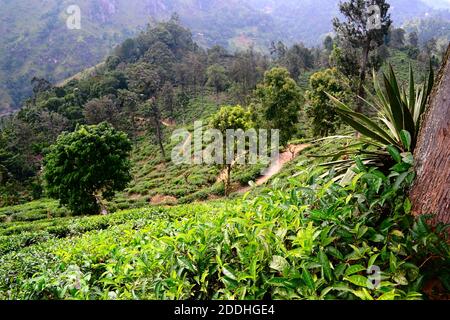 Green plantation of Ceylon tea in the mountains. Terraced tea fields on the hills near Ella, Sri Lanka. Stock Photo