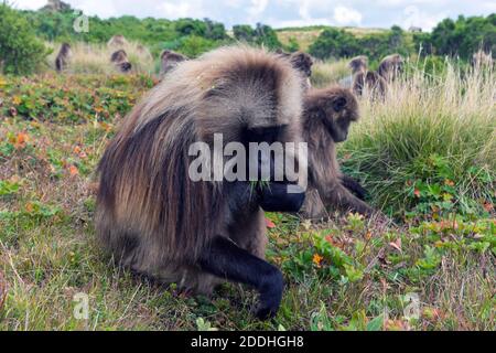 Wild baboon monkeys, Simien mountains, Ethiopia Stock Photo