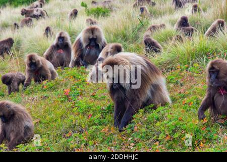 Wild baboon monkeys, Simien mountains, Ethiopia Stock Photo