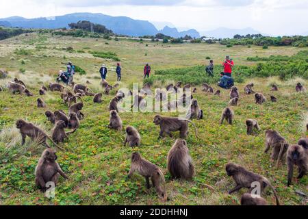 Debark, Ethiopia - Nov 2018: People observing and photographing baboon monkeys in Simien Mountains national park and two scouts with rifles Stock Photo
