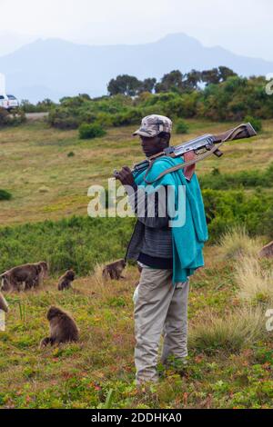 Debark, Ethiopia - Nov 2018: Local scouts with rifles observing wild baboons, Simien Mountains, Ethiopia Stock Photo