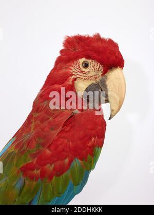 Taxidermy of a Red-and-green Macaw (Ara chloropterus)., From the parrot family., Natural Science, Zoology, Taxidermy, Bird Stock Photo
