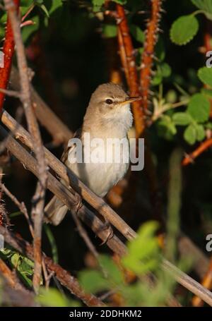 Booted Warbler (Iduna caligata) in breeding habitat Stock Photo - Alamy