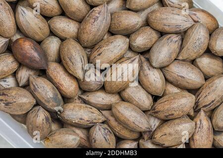 Whole in shell pecan nuts background close up - top view image Stock Photo