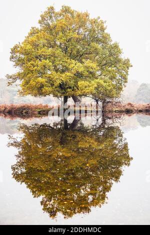 Reflection of an Oak Tree in the New Forest Stock Photo