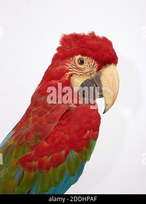 Taxidermy of a Red-and-green Macaw (Ara chloropterus). From the parrot family., Natural Science, Zoology, Taxidermy, Bird Stock Photo