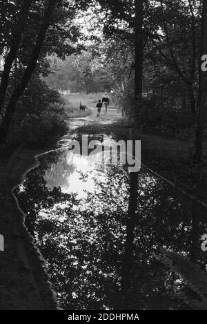 Vertical black and white photography of a giant puddle. In front of it there are two people - adult and child and a dog. Trees are reflecting in puddl Stock Photo