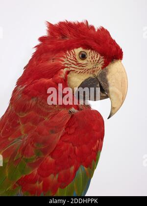 Taxidermy of a Red-and-green Macaw (Ara chloropterus). From the parrot family., Natural Science, Zoology, Taxidermy, Bird Stock Photo