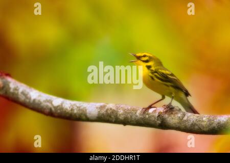 A maile prairie warbler sings from an ash twig at the edge of a woods in mid-spring. Stock Photo