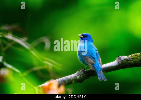 A male indigo bunting looks into a thicket at the edge of the woods