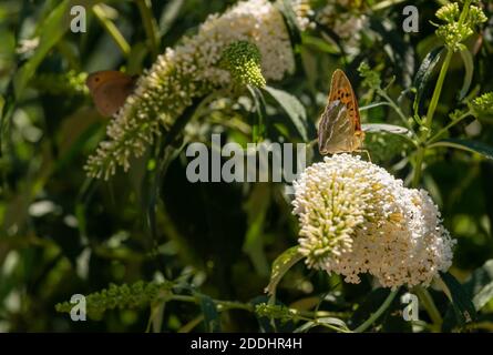 outdoor summer macro portrait of a single Quail Wheat Fritillary butterfly sitting on a white lilac blossom, sunny day,blurred natural background Stock Photo