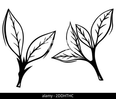 Hand drawn sketch set green tea leaf vector illustration. Floral branch organic line art. Black leaf on white background Stock Photo