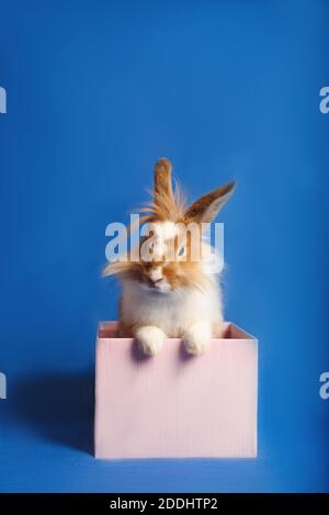 A nice rabbit sitting in a pink present box with blue background. Front view. Stock Photo