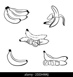 Banana vector illustration set on white background. Isolated hand drawn bunch, peel banana and sliced pieces. Can use for label, poster, print, packin Stock Photo