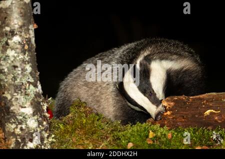 Badger, Scientific name, Meles Meles.  Wild, native badger foraging on a decaying log at night time.  Facing forward with green moss and Silver Birch Stock Photo